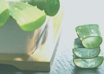The Basics of How to Use Aloe Vera for Erectile Dysfunction